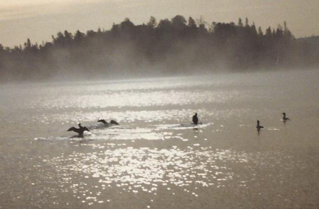 Loons dancing in the morning mist on Tuscarora Lake in the Boundary Waters Canoe Area Wilderness. (Photo taken by me in the mid-1980s.)