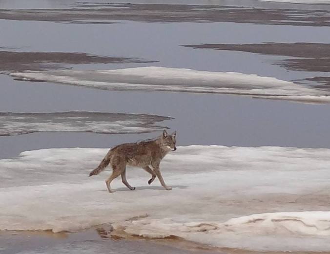 A coyote seen crossing the ice outside of my office.